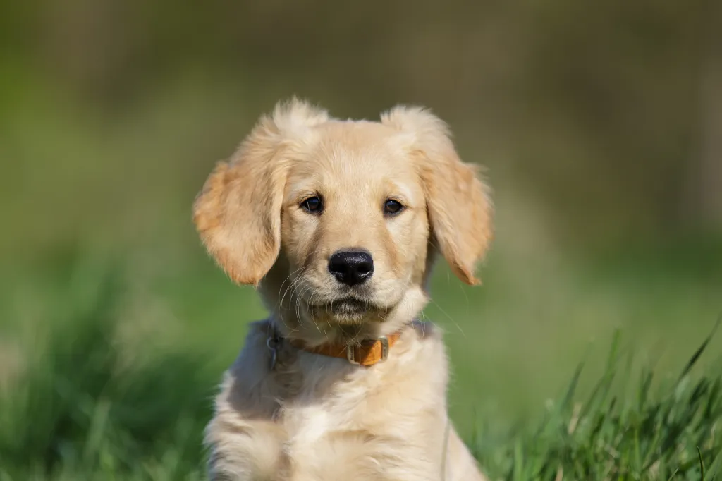 Cachorro de golden con grandes orejas mirando directamente a la cámara
