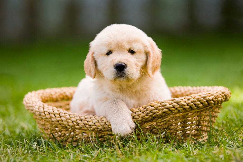 Cachorro esponjoso en una cesta sobre la hierba
