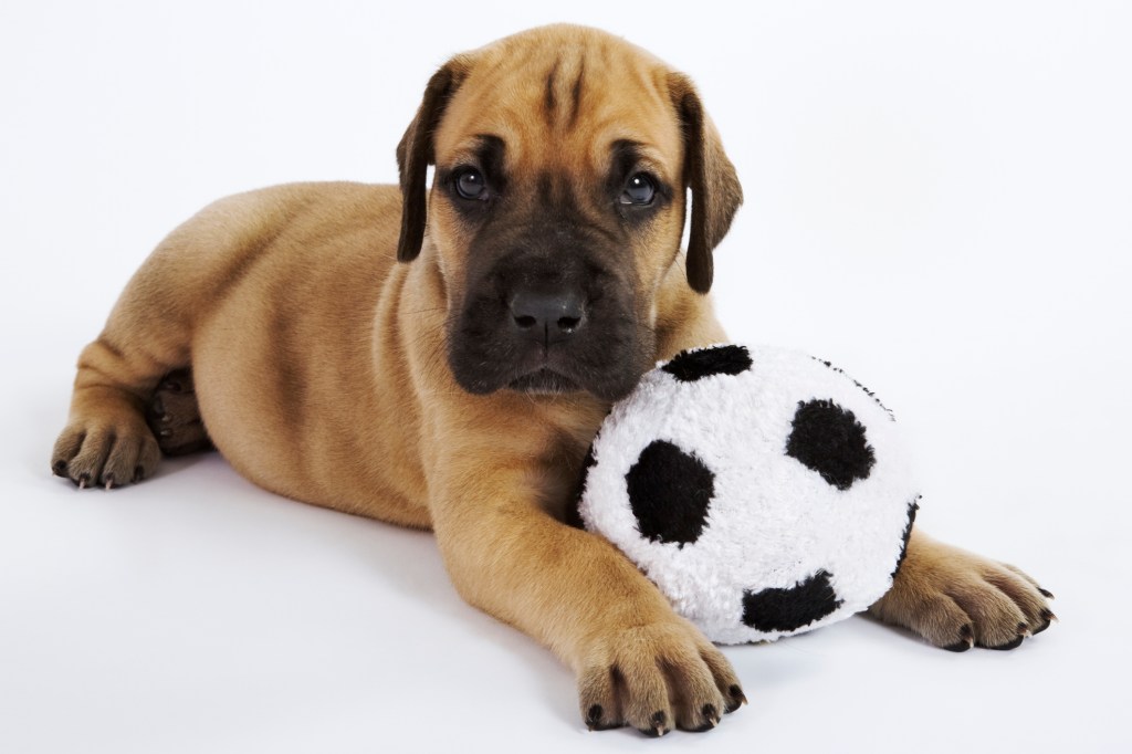 Cachorro gran danés con balón de fútbol de juguete.