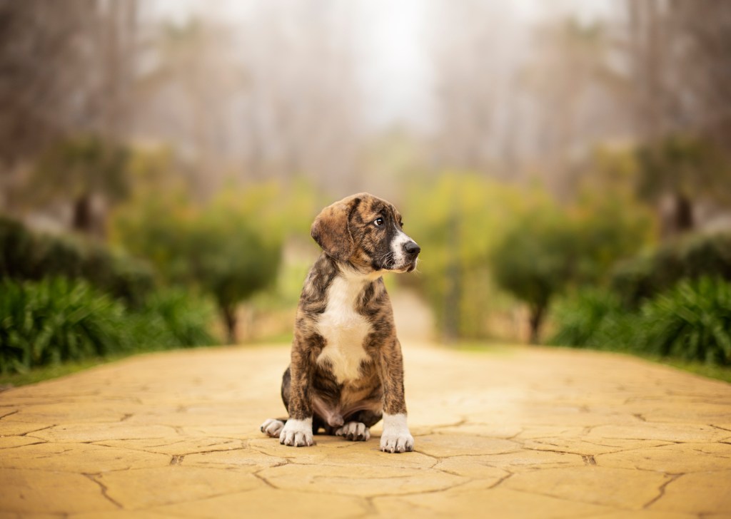 Cute atigrado cachorro Gran Danés sentado en un camino amarillo en un parque.