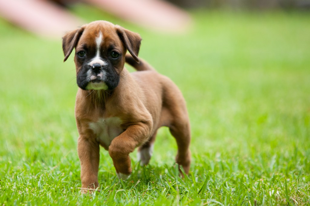 Cachorro de bóxer corriendo en la hierba