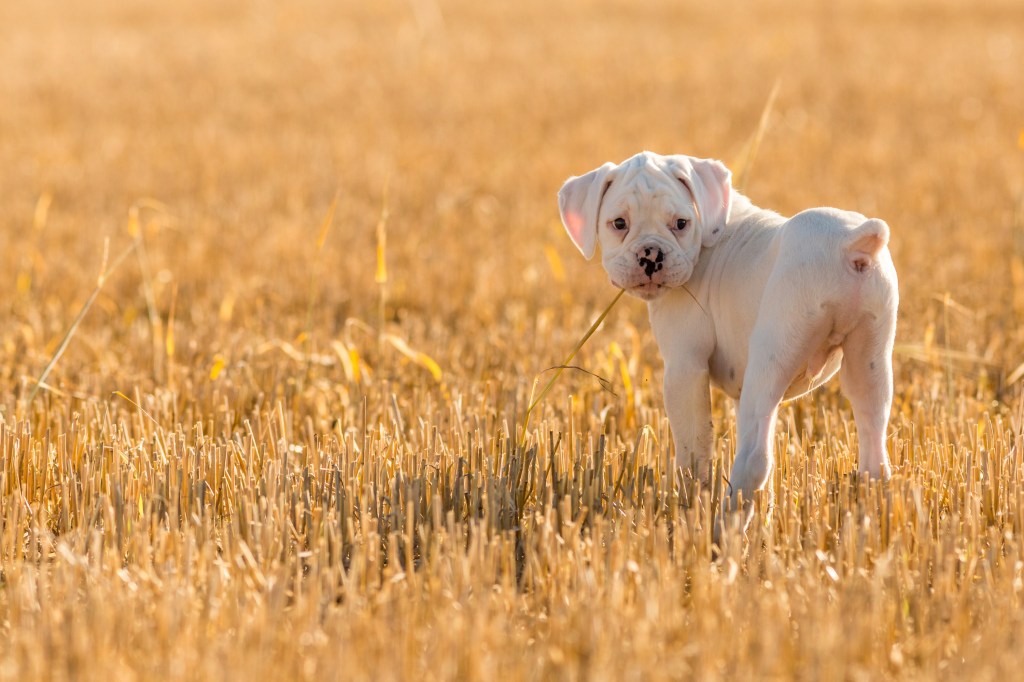 Cachorro bóxer blanco en el campo