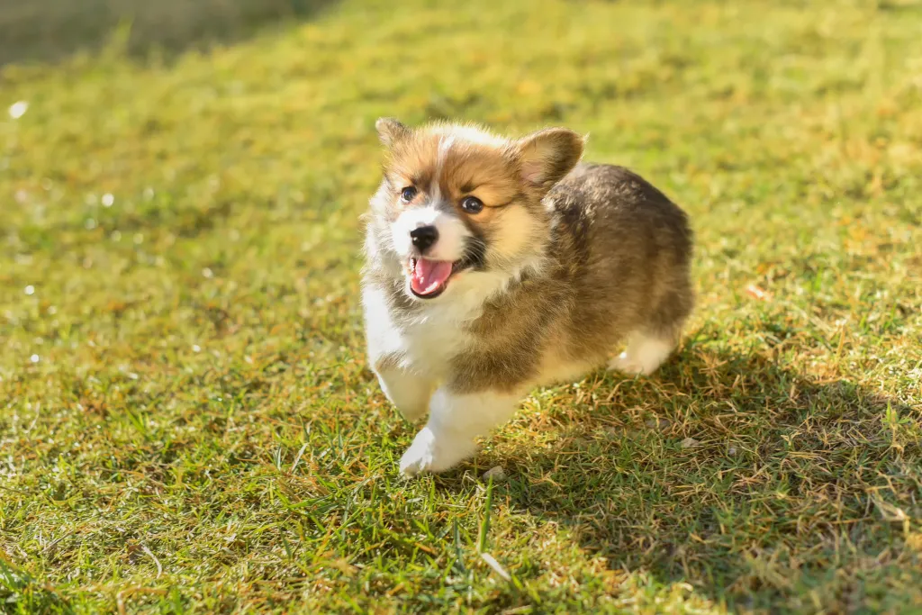 Кученце от породата Корги бяга през тревата
