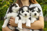 criadora de perros buenos abrazando cachorros de husky
