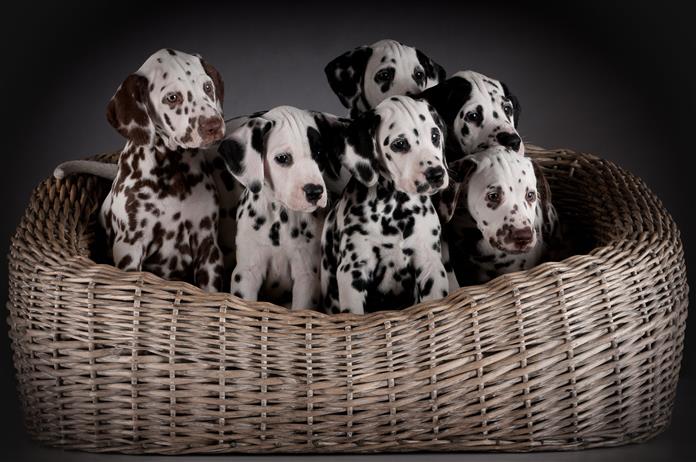 ダルメシアンの子犬 かわいい写真と事実 犬の品種 専門家のペットのアドバイス ケアと健康