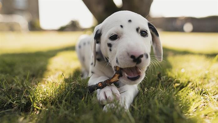 Anak Dalmatian Gambar Dan Fakta Comel Keturunan Anjing Nasihat Haiwan Peliharaan Penjagaan Dan Kesihatan