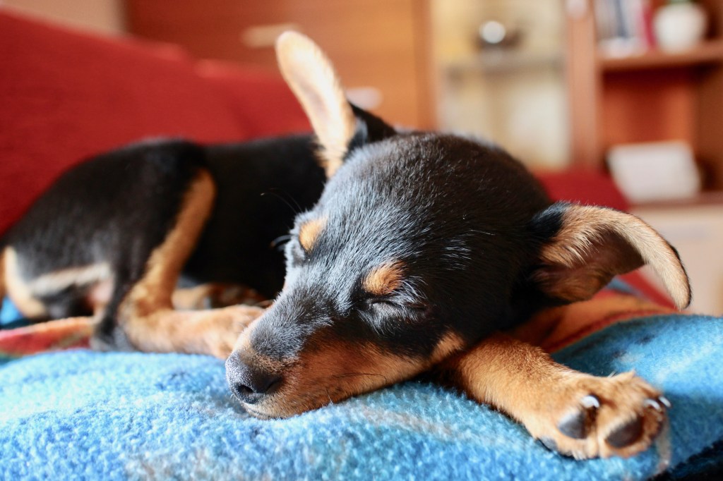 Спящо кученце от породата Ланкаширски хелер.