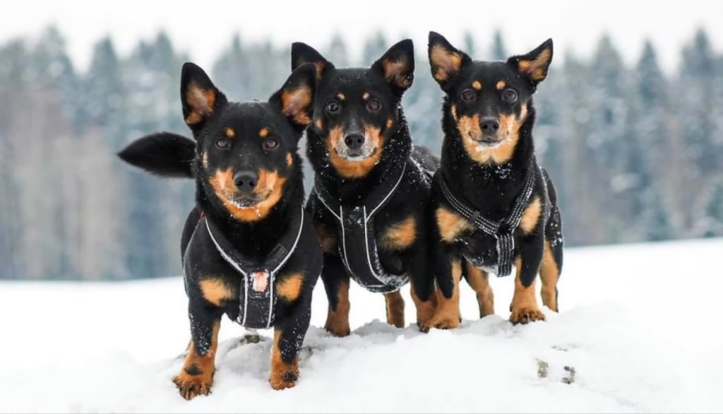 Три кученца от породата Ланкаширски чифлик в снега.