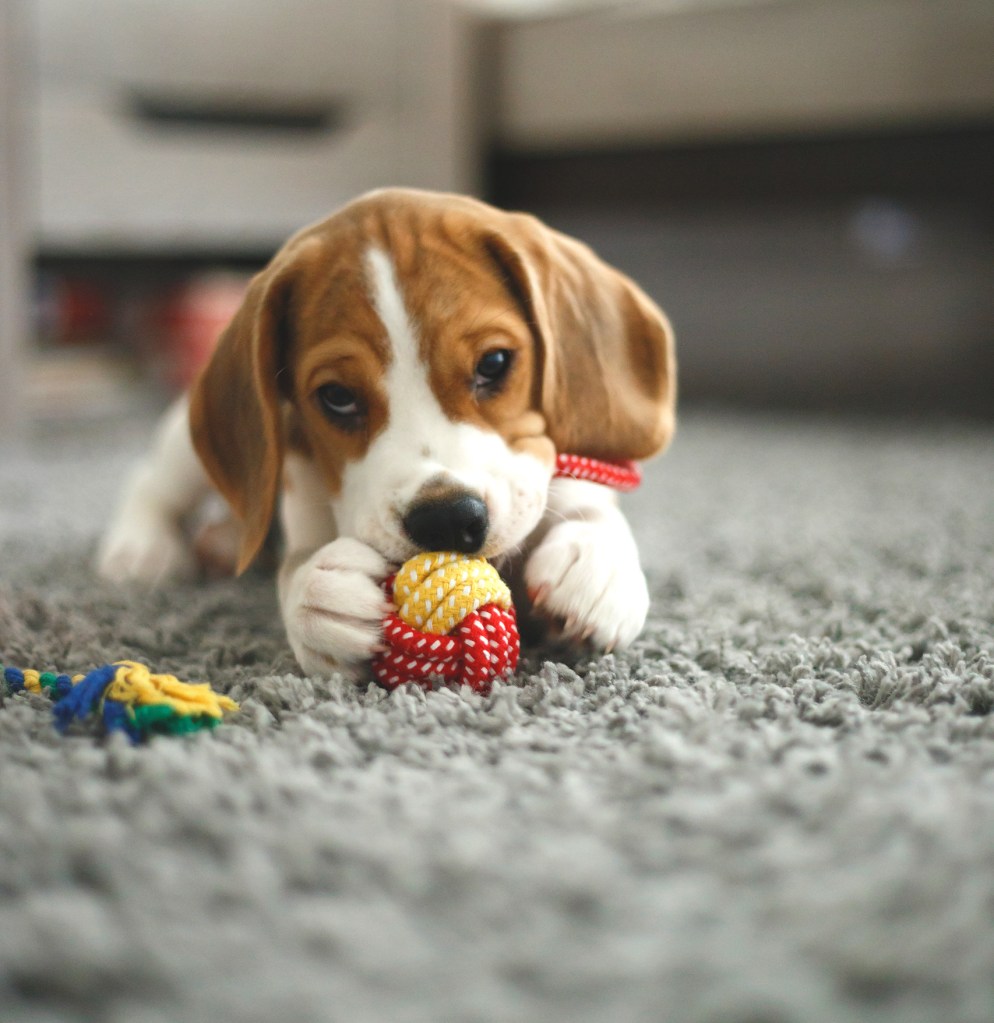 Beagle kiskutya játékon rágódik