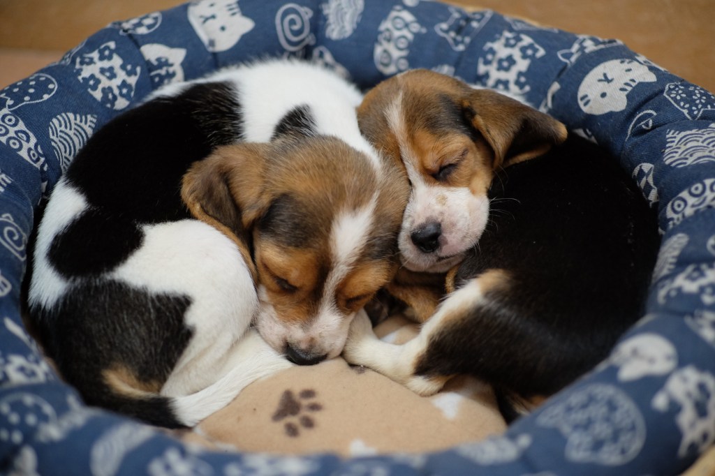 Beagle-Welpen schlafen im Bett