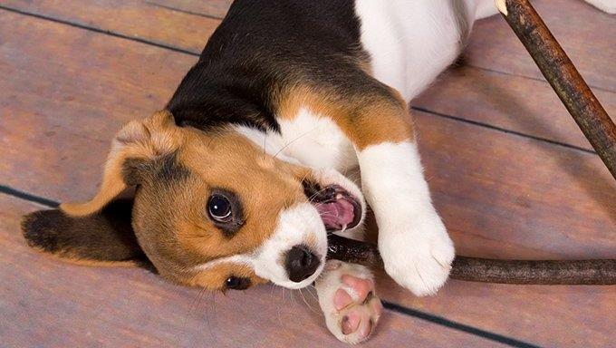 "beagle