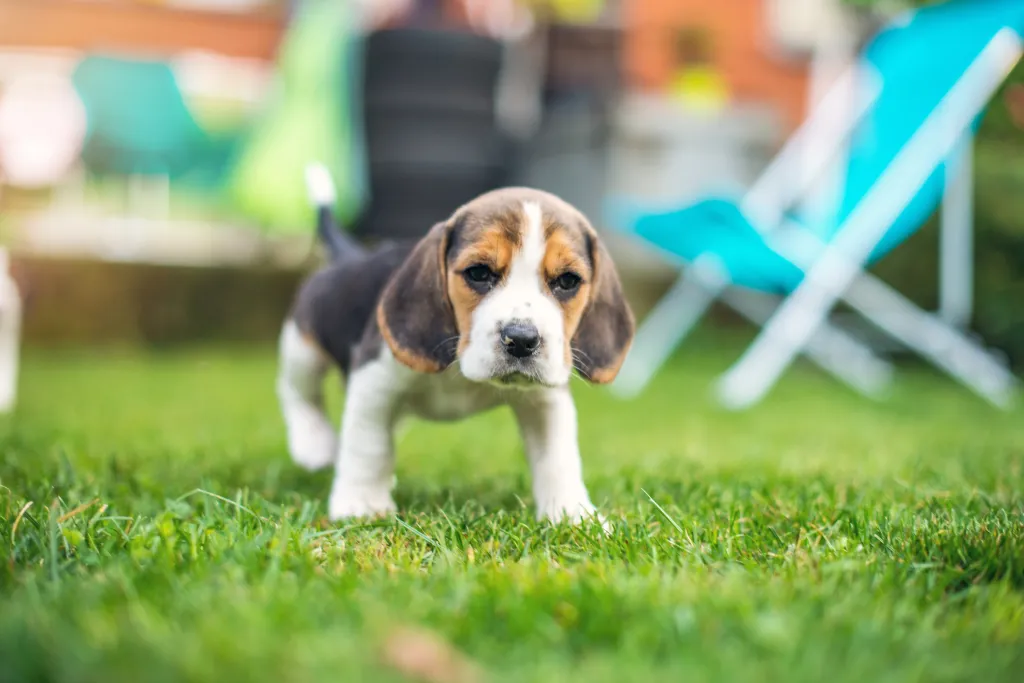 Beagle kiskutya játszik a füves udvaron