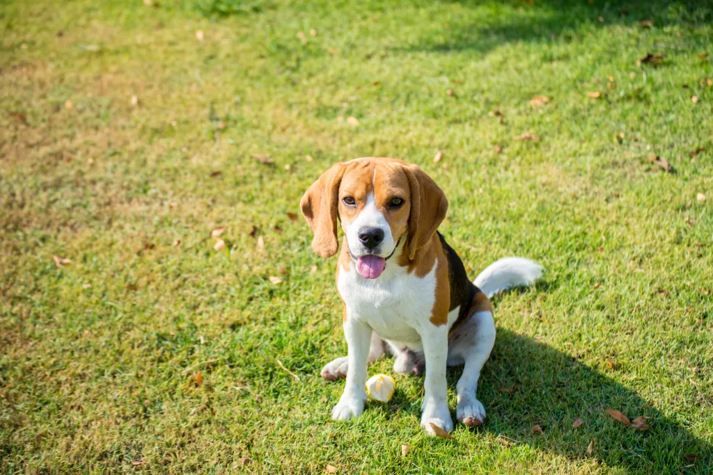 Beagle kiskutya ül a fűben