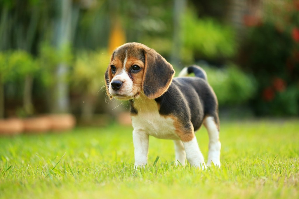 Beagle kiskutya a fűben