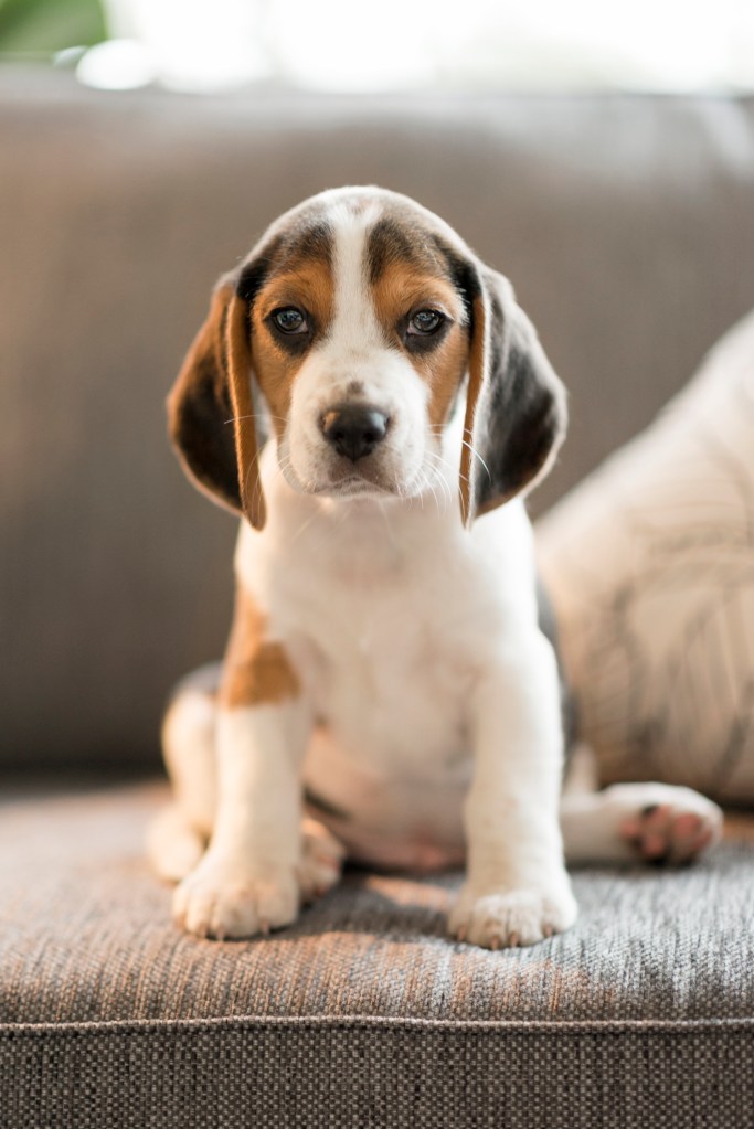 Beagle-Welpe sitzt auf der Couch