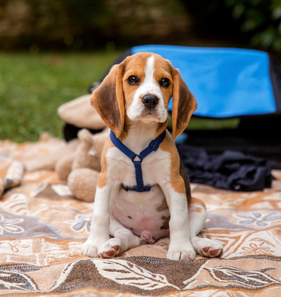 Beagle-Welpe mit Geschirr auf einer Decke sitzend