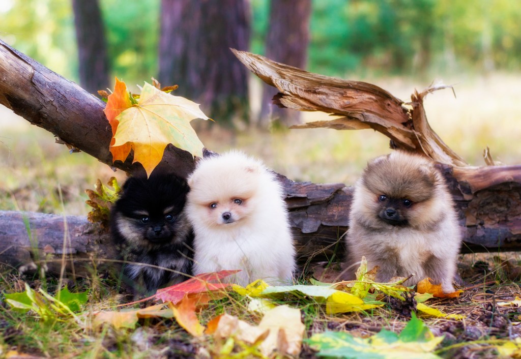 Pomeranian cățeluși în pădure