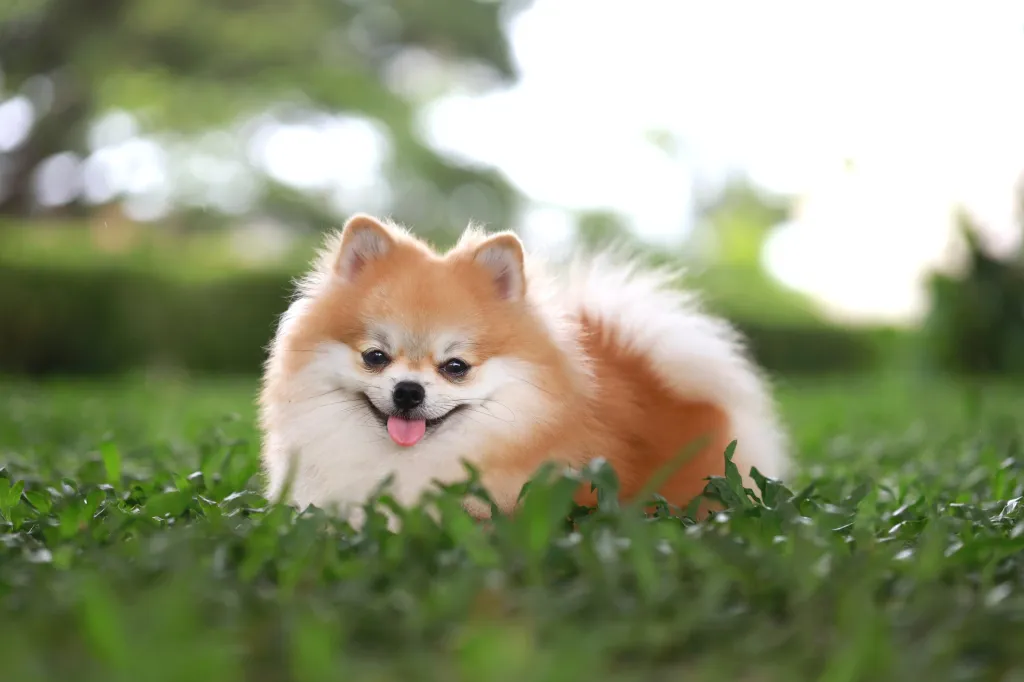 Pomeranian cățeluș în iarbă