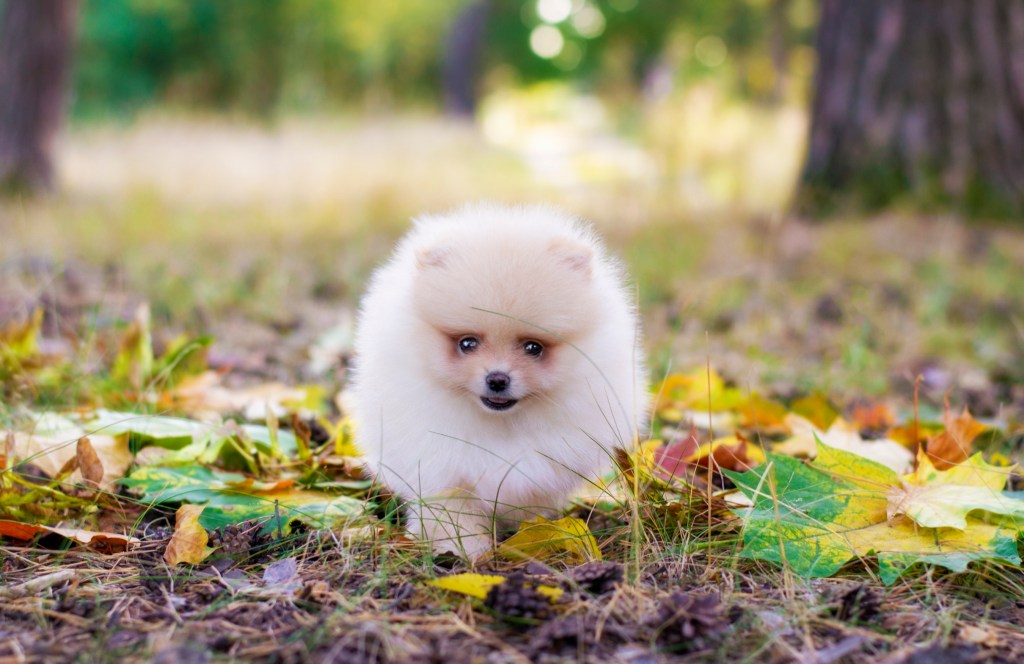 Pomeranian cățeluș în pădure