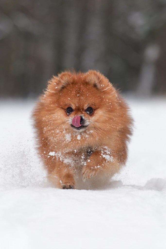 Pomeranian cățeluș care aleargă prin zăpadă
