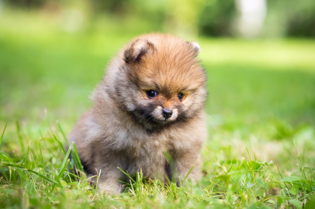 Pomeranian-Welpe im Gras