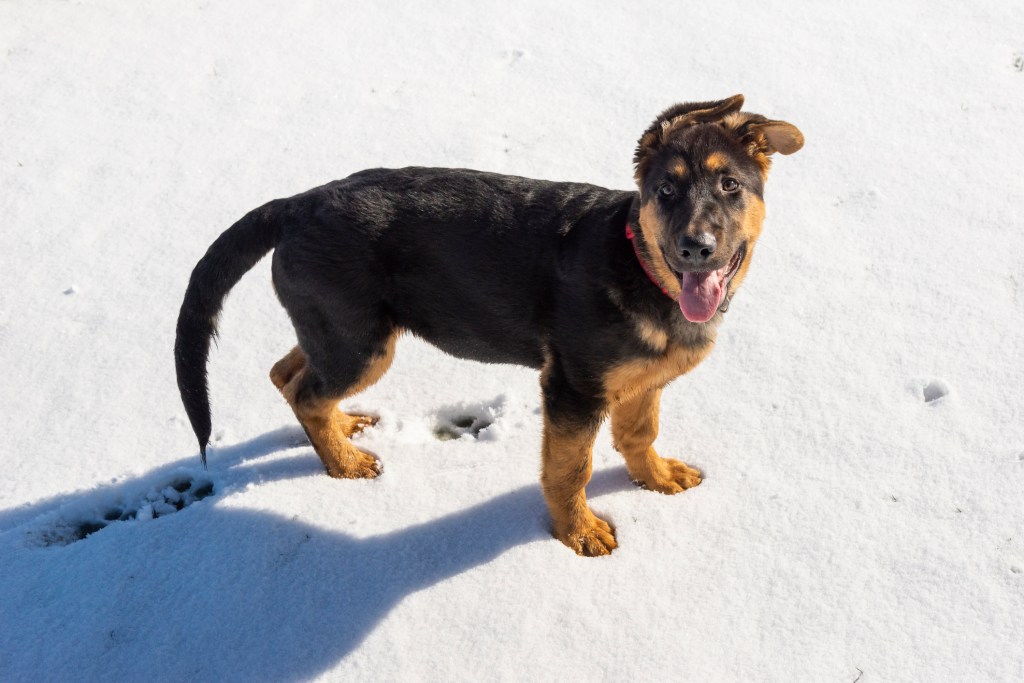 cachorro pastor alemán sobre nieve