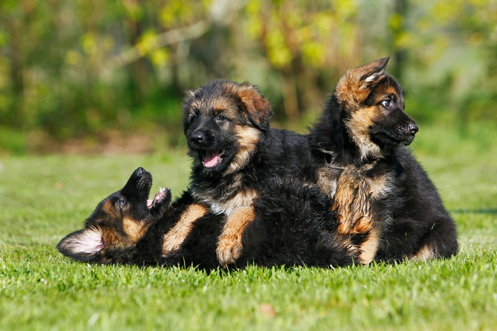 Perro pastor alemán, cachorros jugando en la hierba