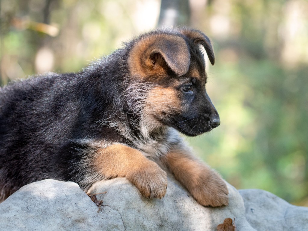 Cachorro de pastor alemán sobre roca
