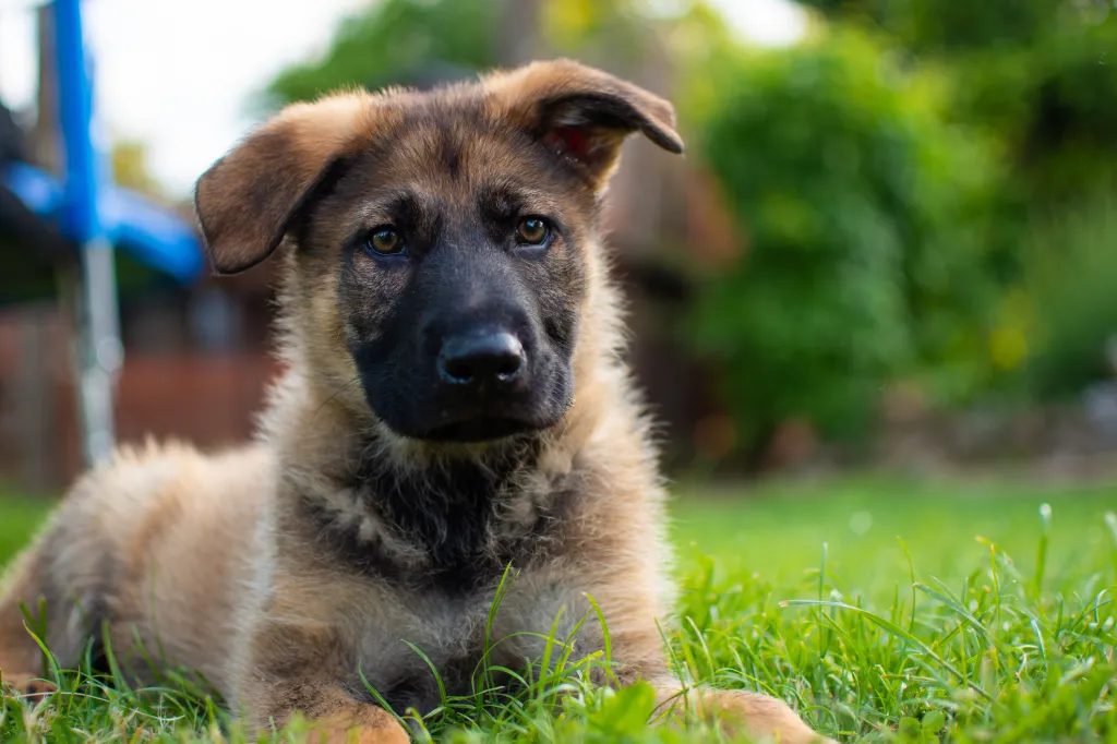 Cachorro de pastor alemán en la hierba