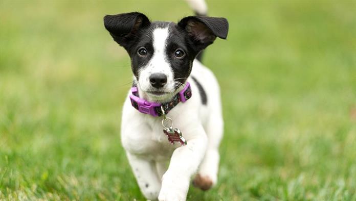 Cuccioli Di Jack Russell Terrier Immagini E Fatti Carini Razze Canine Consulenza Di Animali Da Compagnia Cura E Salute