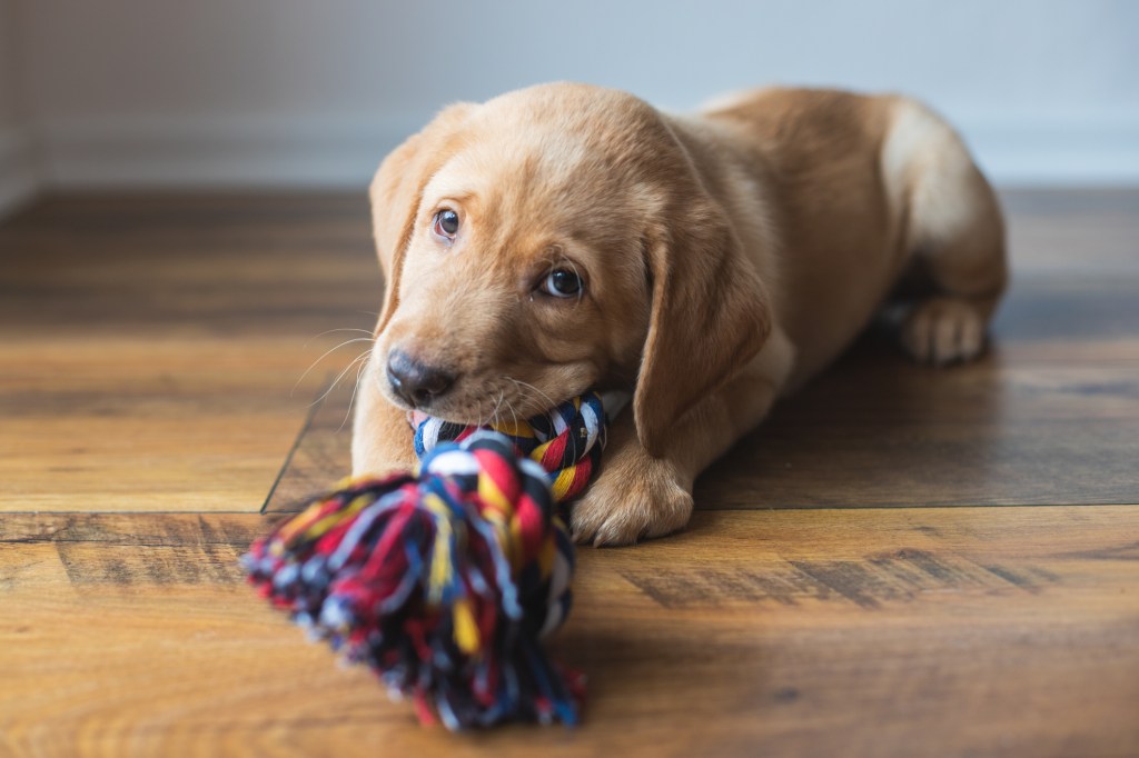 Un cățeluș drăguț de Labrador pe podea care se joacă cu o jucărie de frânghie colorată.