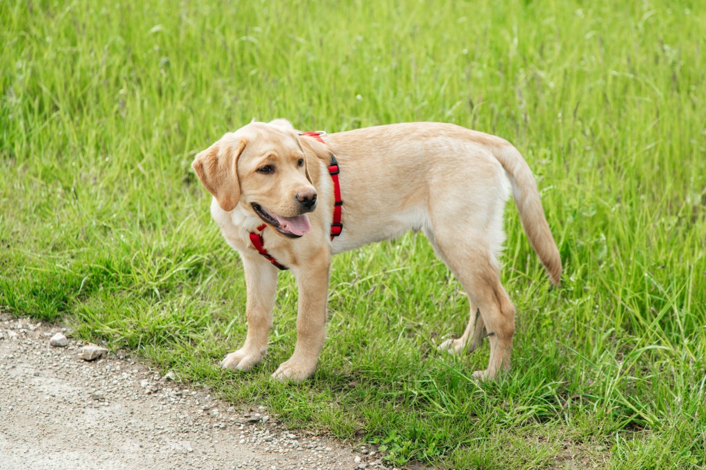 Labrador Welpe auf einem Feld.