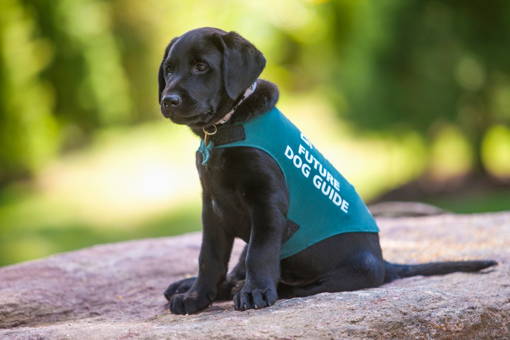 Schwarzer Labrador Retriever-Welpe, der zum Blindenhund ausgebildet werden soll.