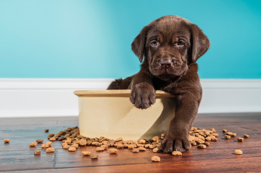 Ein Chocolate Labrador Welpe sitzt in einem Hundenapf.