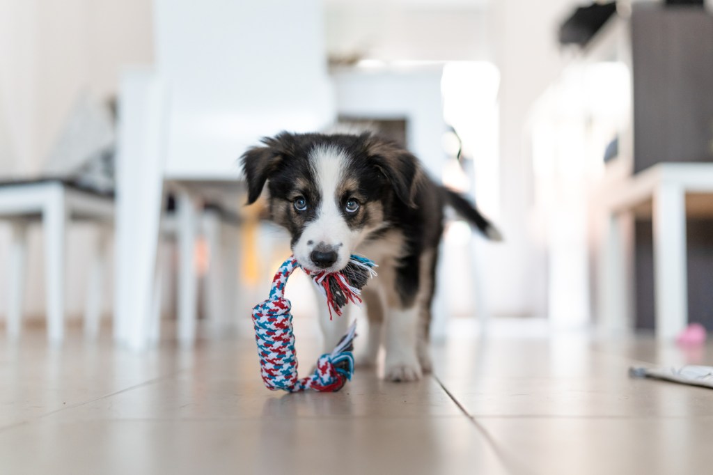 Cachorro de Border Collie con un juguete en la boca.