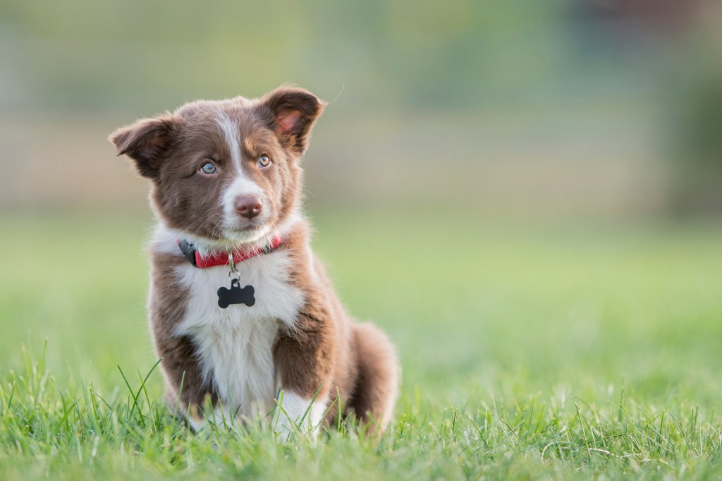 Un pequeño cachorro de Border Collie de pura raza marrón al aire libre en la hierba.