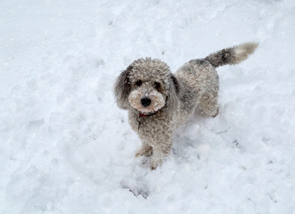 Aussiedoodle Welpe spielt im Schnee.