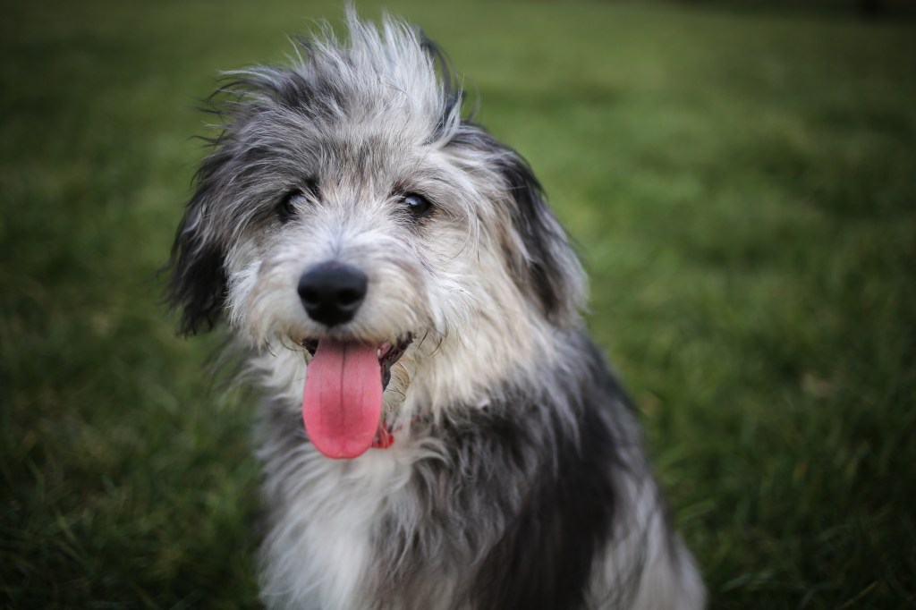6-месечно кученце от породата мини австралийски додл със син мерл