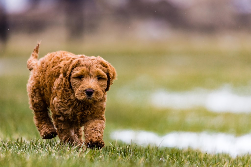 Кученце австралийски джуджета, разхождащо се в зелено поле
