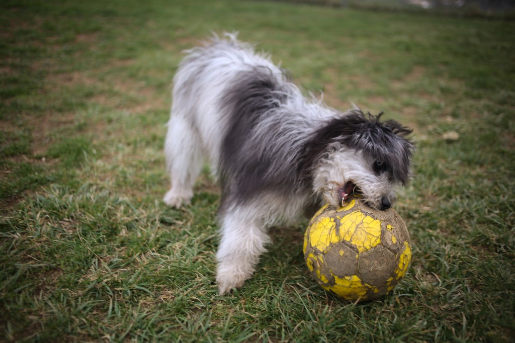 Cățelușul Mini Aussiedoodle se joacă cu o minge