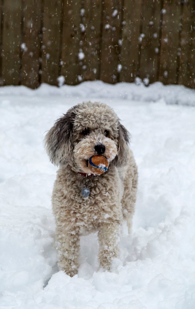 Сладко кученце австралийски додл в снега.