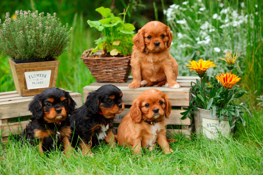 Четири кученца от породата Кавалер Кинг Чарлз шпаньол седят в градината.