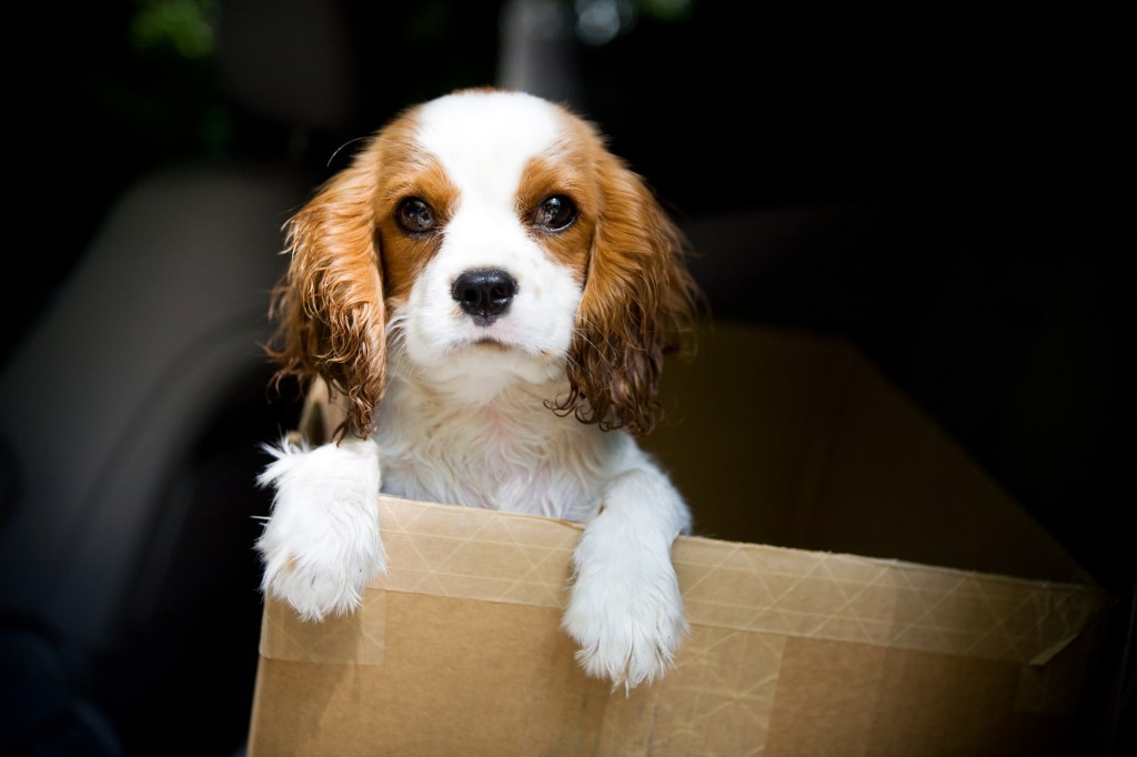 Кученце от породата Кавалер Кинг Чарлз шпаньол в картонена кутия.