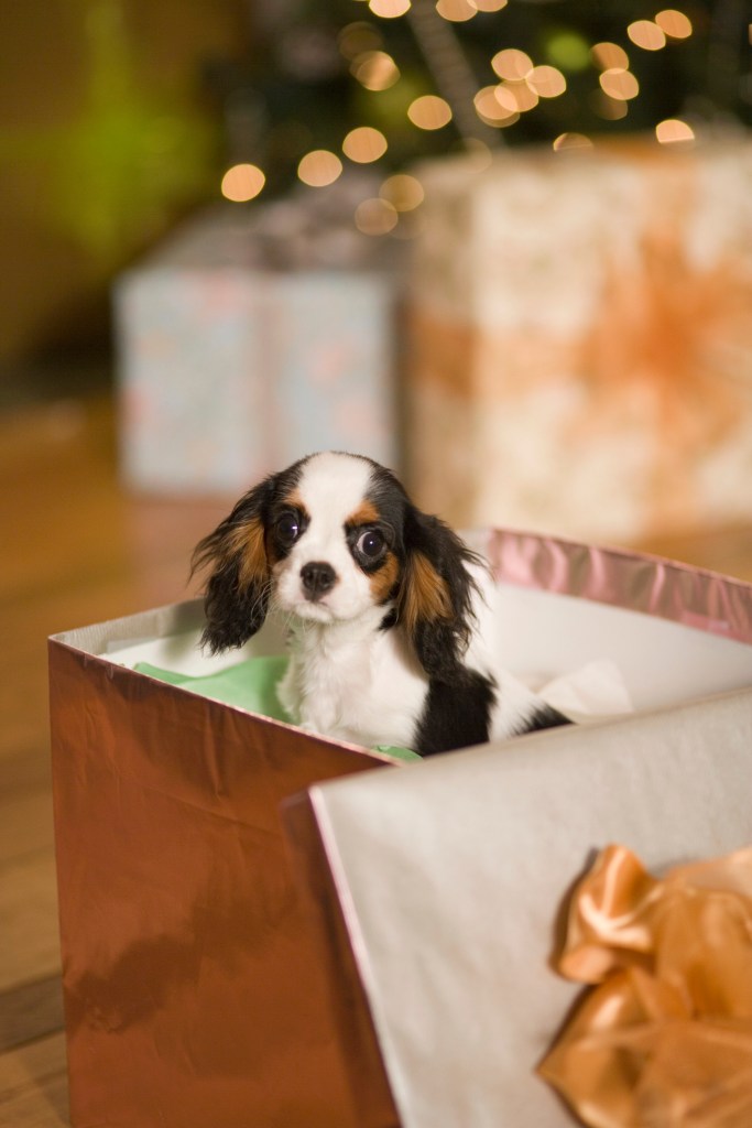 Кученце от породата Кавалер Кинг Чарлз шпаньол гледа от кутия за коледни подаръци.