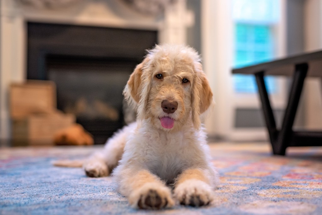 Fiatal sárga és krémszínű labrador kutya fekszik a nappali szőnyegén.