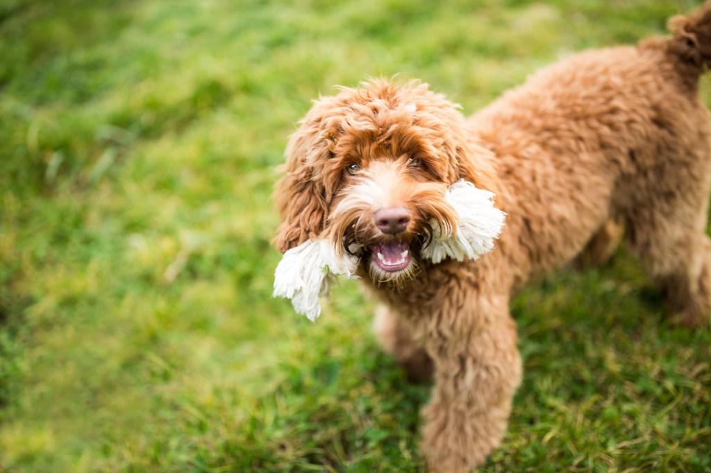 Cachorro de Labradoodle juguetón con un juguete de cuerda.