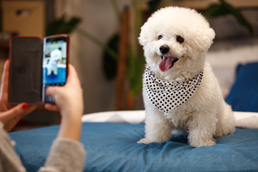 Lány fotózza a Bichon Frise kutyáját okostelefonnal.