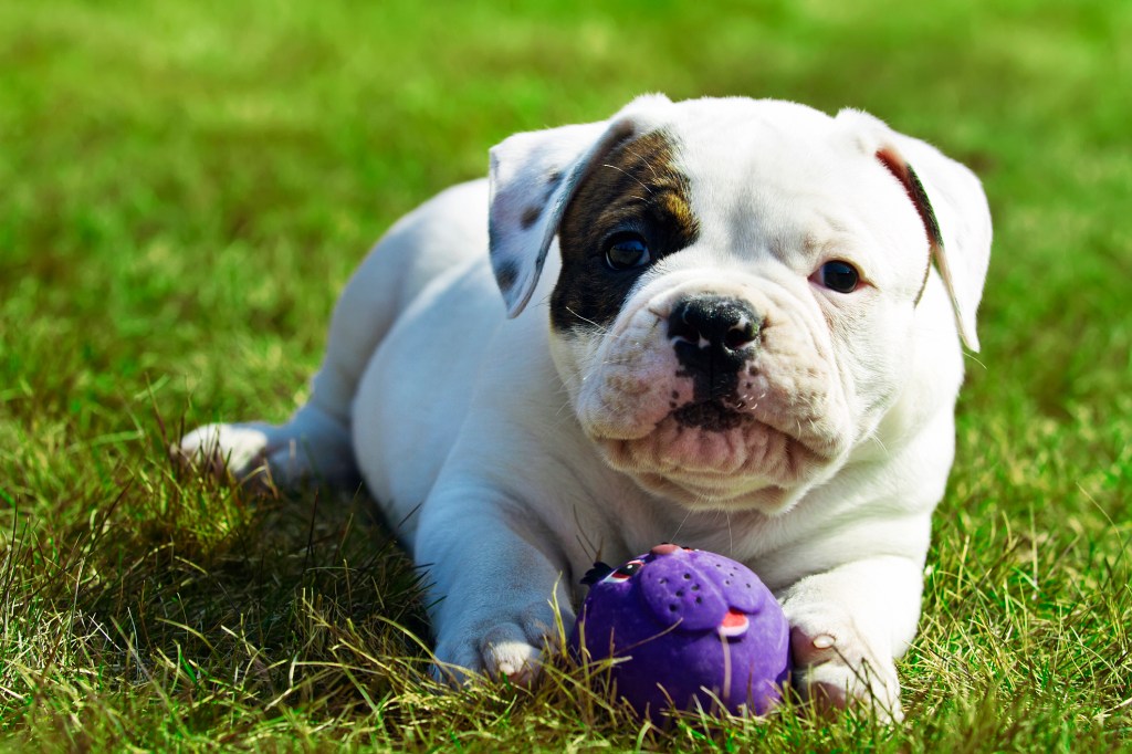 Kis amerikai bulldog játszik egy labdával.
