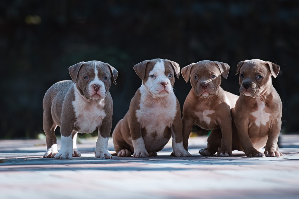 Vier American Bulldogs sitzen nebeneinander und schauen in die Kamera.