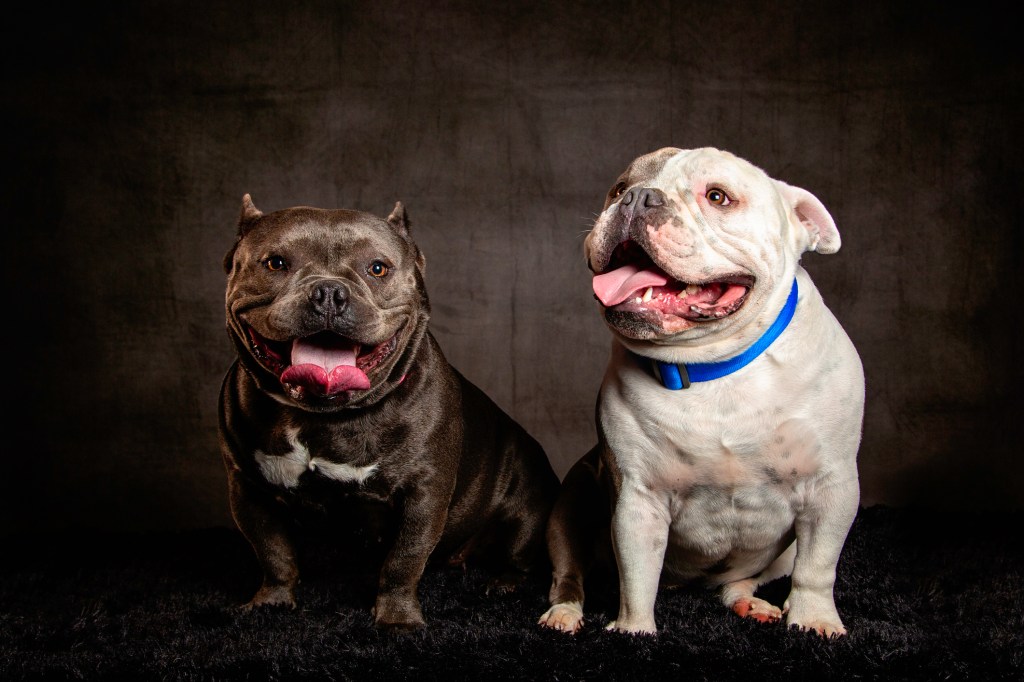 Két amerikai bulldog a stúdióban.